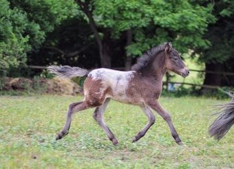 Elegantní minihorse - miniappaloosa hřebeček