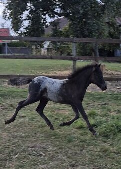 Elegantní minihorse - miniappaloosa hřebeček