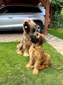 Briard s PP