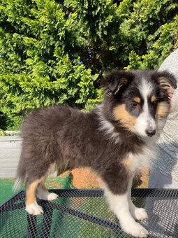 Šeltie - Sheltie s PP