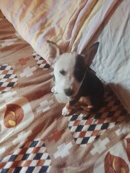 Staford křížený australian cattle