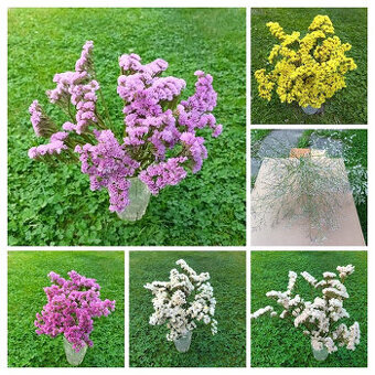 Sušené květiny - STATICE.