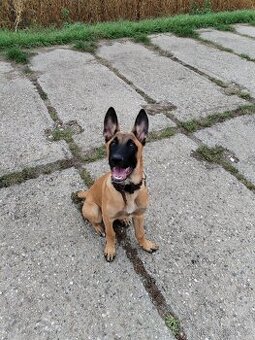 Štěně Belgický ovčák (malinois)