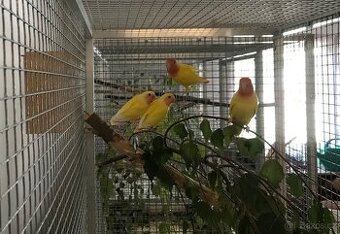 Agapornis růžohrdlý