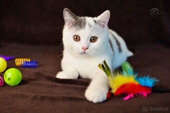 Britský kocourek s PP