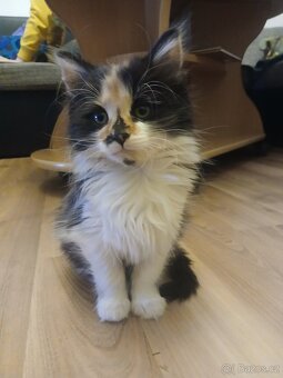 Vymazlená koťátka