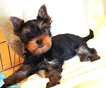 Jorkšírský terier