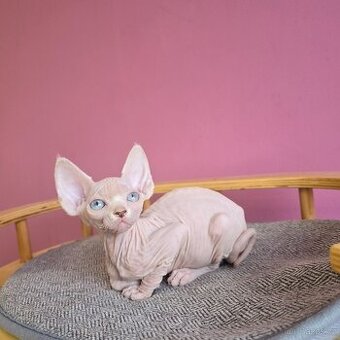 Kanadský sphynx bez PP
