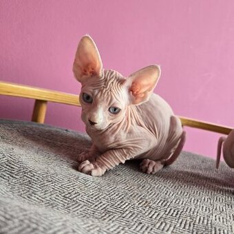 Kanadský sphynx bez PP