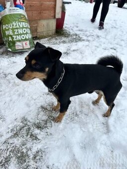 Pražský krysařík