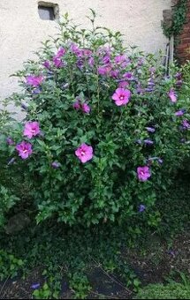 Ibišky / ibišek syrský více ks