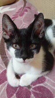 Darujeme koťátko do dobrých rukou