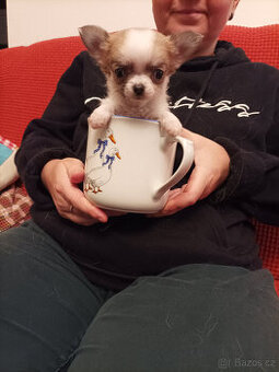 Čivava dlouhosrstá s pp