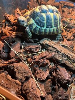 Želva zelenavá samice