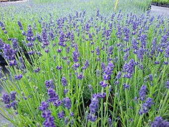 PRODEJ LEVANDULE – SAZENICE PRO FARMY I ZAHRADY