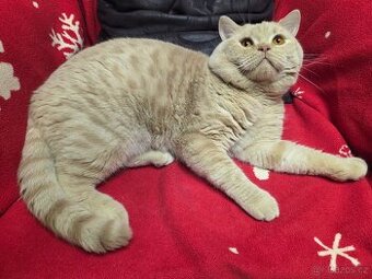 Britský kocour ke krytí