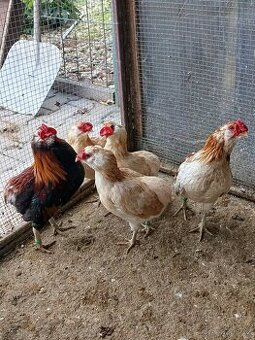 Zdrobnělé Araukany pšeničné