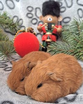 Morče, morčátko (Teplicko či přepravce)