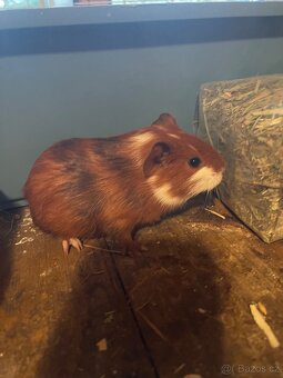 Mladé morčátko - 1