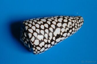 Conus marmoreus XL