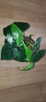 Philodendron brazil  - řízky