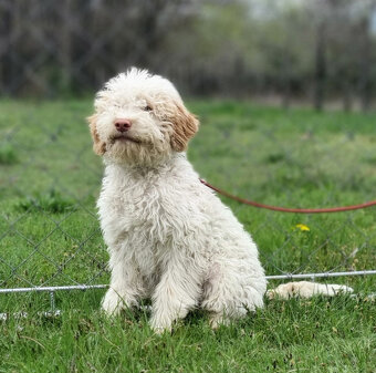 LAGOTTO ROMAGNOLO STENIATKO s PP