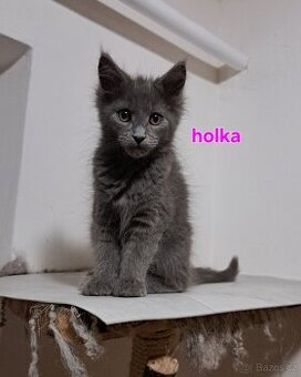 Koťátka mainská mývalí