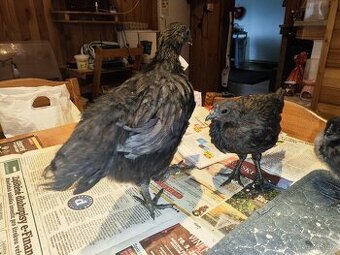 Ayam cemani mladé slepičky