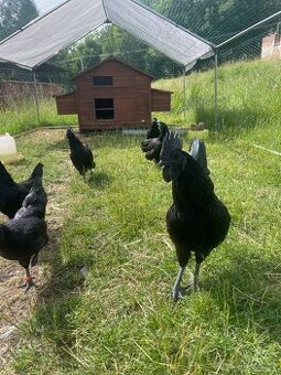 Ayam cemani - násadová vajíčka