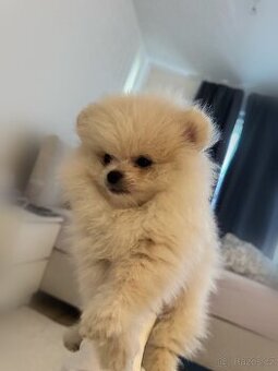 Pomeranian