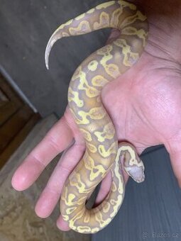 Krajta královská ghi banana