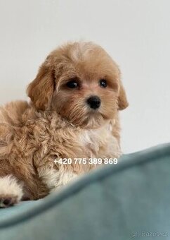 Maltipoo f1 pejsek