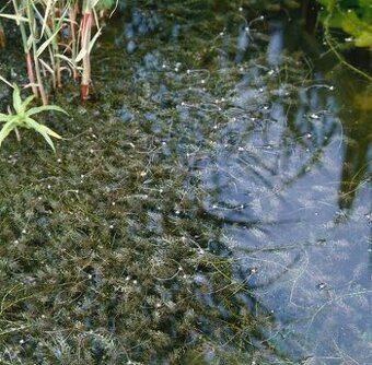 Elodea canadensis – ideální pro tření ryb