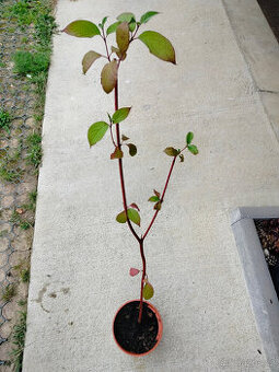 Prodám zakořeněný výhon Svídy krvavé (Cornus Sanguinea)
