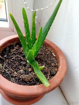 Prodám Aloe Vera/Aloe Pravá 🌵