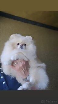 Pomeranian