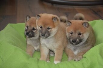 Shiba inu s pp