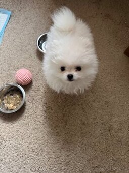 Pomeranian mini
