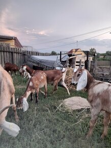 Anglonubijská koza s POP ,dotace