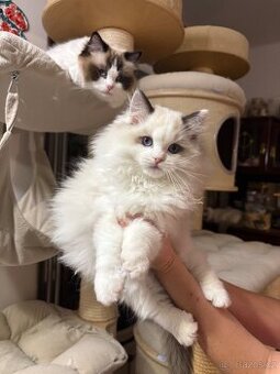 Ragdoll kotě s PP / Ragdoll kočka s PP