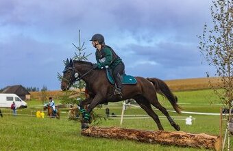 Klisna do sportu a chovu