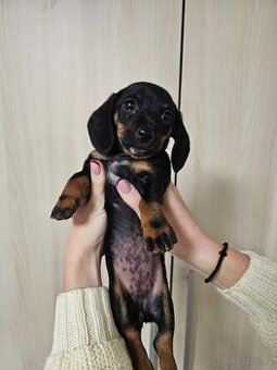 Štěňata jezevčíka