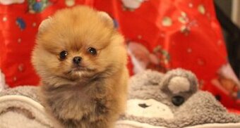 Pomeranian