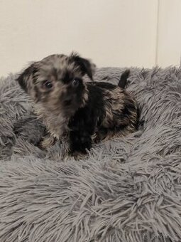 Yorkshirský teriér bez PP