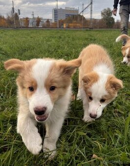 Štěňata border kolie bez PP
