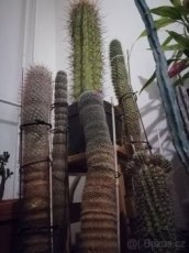 Koupím  velké KAKTUSY