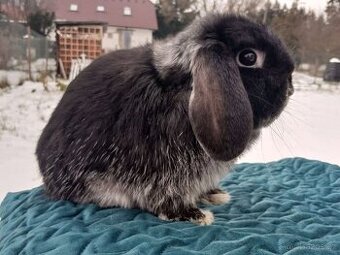 Volný Sameček - Anglický Zakrslý Beránek MiniLop🍑🧡🤍