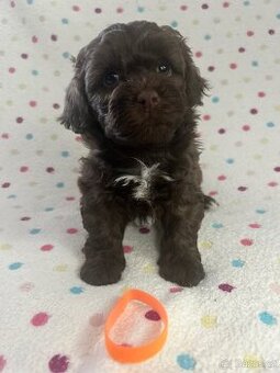 Ruská barevná bolonka s PP