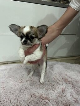 Čivava krátkosrstá a dlouhosrstá