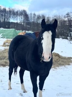 Dvouletá American Quarter Horse black klisna, vnučka Gunnera